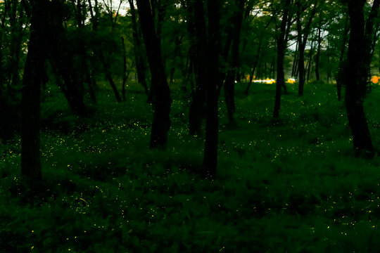 夏天夜晚森林里的萤火虫