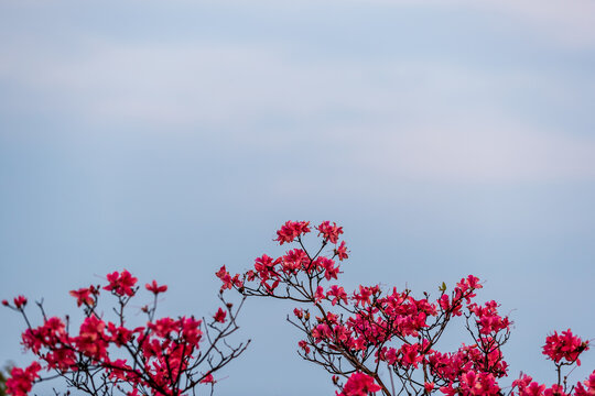 杜鹃花映山红图片素材