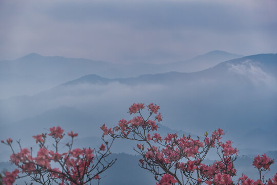 磐安高姥山杜鹃花山脉云雾风光