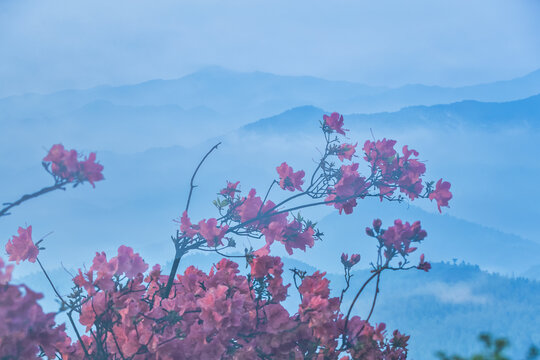 春天山脉云雾杜鹃花风光