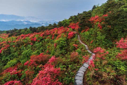 磐安高姥山景区杜鹃花海风景