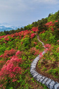 春天满山遍野杜鹃花小路风光