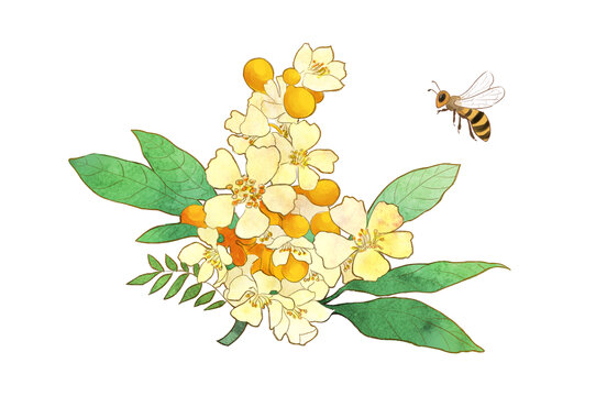 水彩琵琶花蜜蜂插画