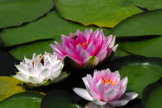 莲花高洁清纯