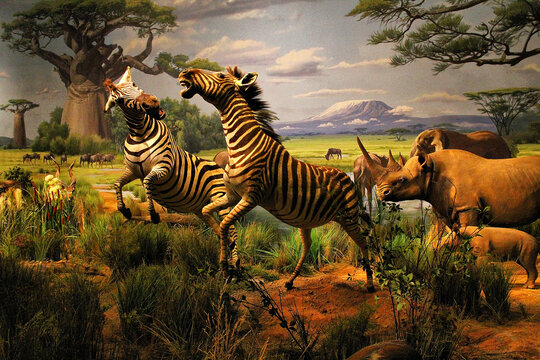 非洲动物迁徙斑马犀牛