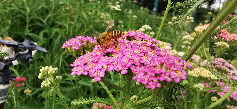 蜜蜂和花