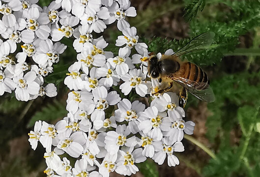 蜜蜂和花