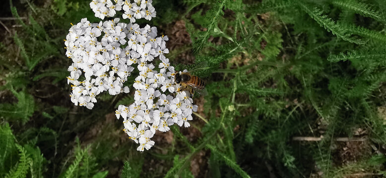 蜜蜂和花