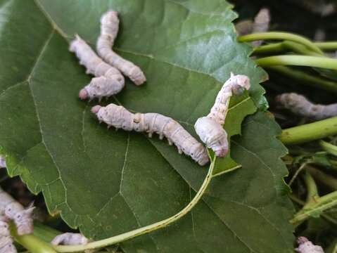 桑蚕喂食