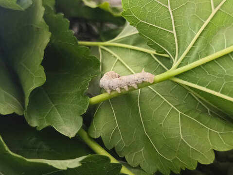 桑叶上蚕宝宝特写