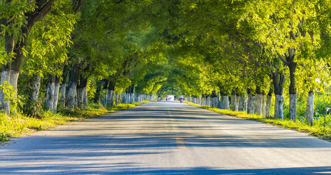 美丽乡村道路