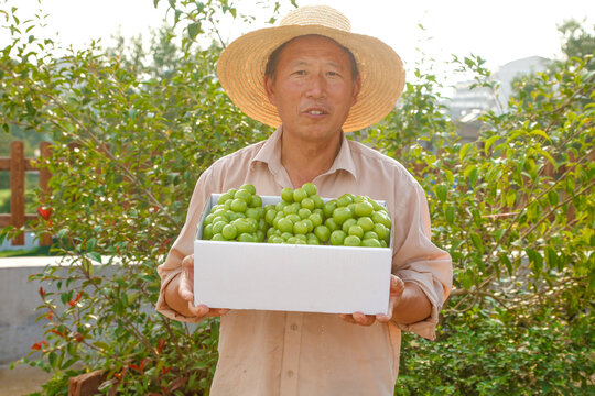 阳光玫瑰青提