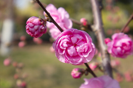 梅花