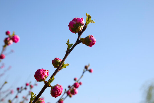 梅花