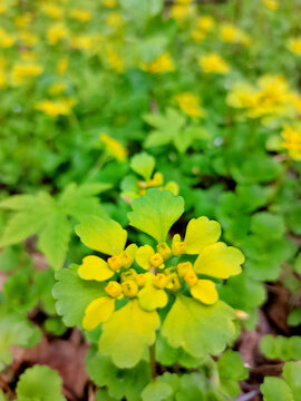 大山里的野花