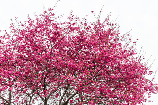 樱花