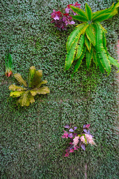 植物绿墙