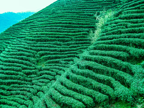 茶叶茶园茶山绿色生态