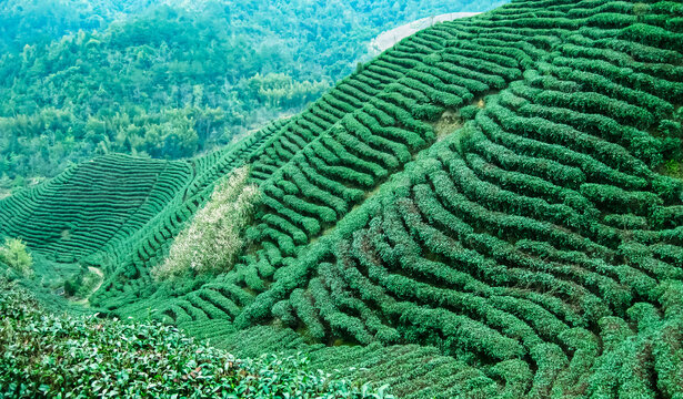 茶叶茶园茶山绿色生态