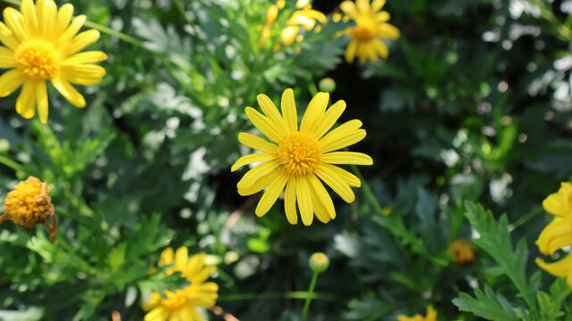 小菊花