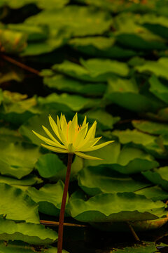 花朵特写