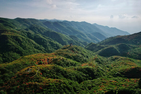 大围山杜鹃