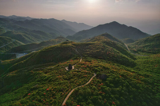 大围山杜鹃