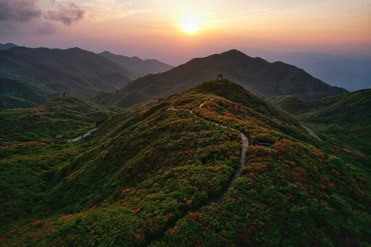 大围山杜鹃