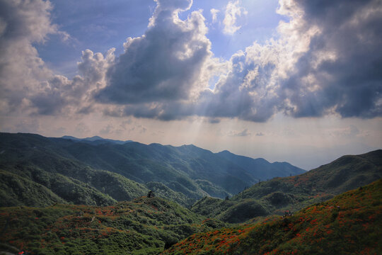 大围山杜鹃