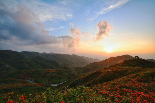 大围山杜鹃