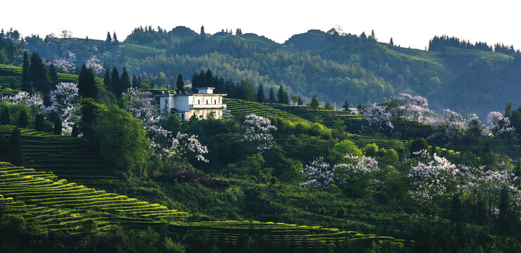 花舞山间