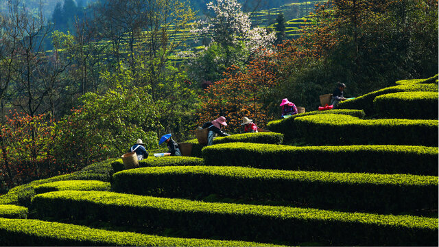 采春茶