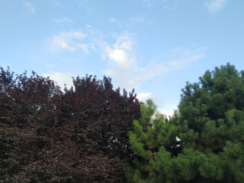 天空和树