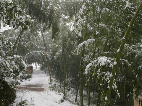 大雪压竹