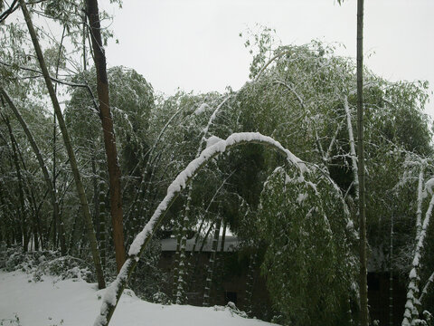 大雪压竹