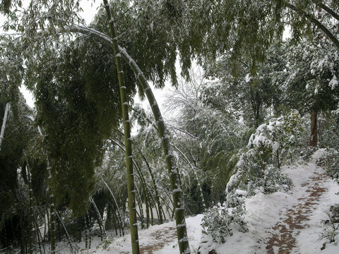 大雪压竹