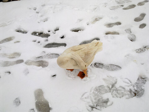 雪中白鹅