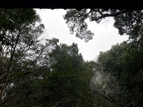 雨天的杭州云栖竹径的古树屋檐