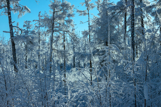 茂密森林雪景雾凇