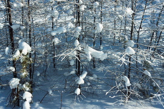 冬季树林雪原雪桃