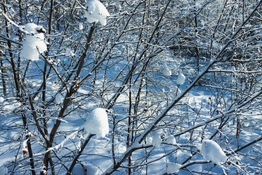 雪地雪景树枝雪团