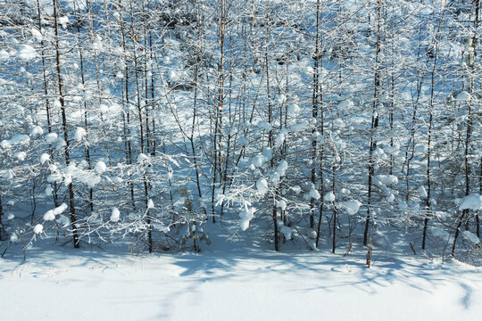 雪地松树林松树苗