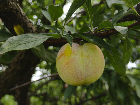 青果槜李