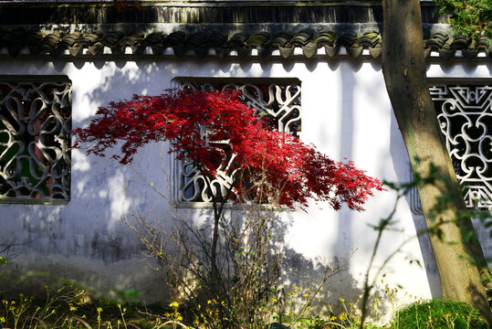 院墙红枫
