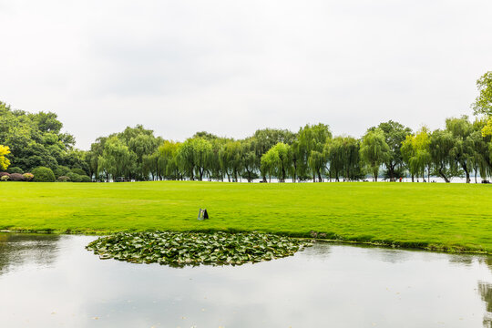 绿树草地