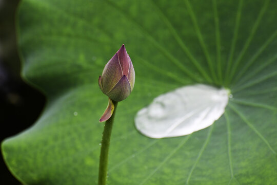 荷叶上的雨水如水银一般