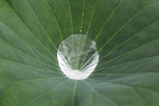 荷叶上的雨水如水银一般