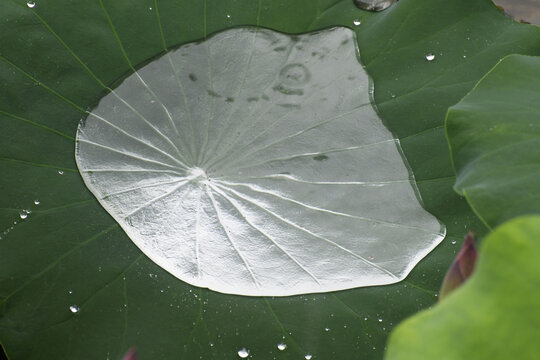 荷叶上的雨水如水银一般