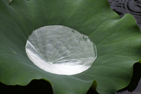 荷叶上的雨水如水银一般