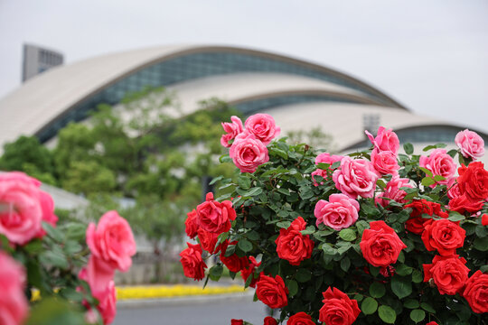 春天合肥大剧院旁的月季花